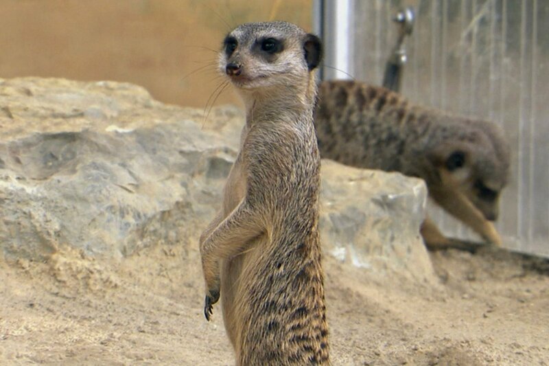 hr-fernsehen GIRAFFE, ERDMÄNNCHEN UND CO.-XL (6), Antibabypille für Flusspferd Petra, Sechsteilige Sendereihe. – Bild: BR/​HR
