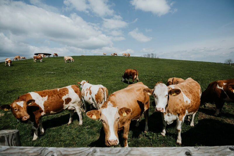 Die saftigen Hügel der Buckligen Welt eignen sich hervorragend für Weidehaltung. Die Kühe der „Eis-Greissler“ werden in der Früh gemolken und am Vormittag wird daraus das Eis gemacht. Die Milch ist also keinen Tag alt. – Bild: Christopher Kelemen /​ ServusTV