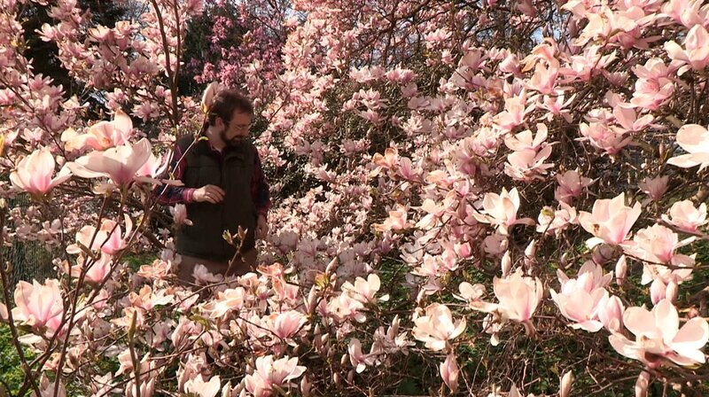 Eine gigantische Magnolie ist im Frühling leuchtender Mittelpunkt des Hamburger Arboretums Marienhof. (Weitere Bilder auf Anfrage.) – Bild: NDR/DocLights Eine gigantische Magnolie ist im Frühling leuchtender Mittelpunkt des Hamburger Arboretums Marienhof. (Weitere Bilder auf Anfrage.) – Bild: NDR/DocLights