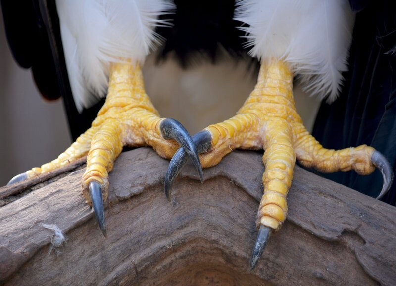 Makroaufnahme der Krallen des Adlers. – Bild: nikom737/​Shutterstock