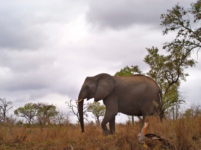 Traun - Ein Fluss wie ein Kristall – Bild: WDR/​NDR Naturfilm/​Parthenon Ente