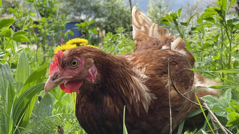 Der Bio-Boom – Bild: Marvin Entholt