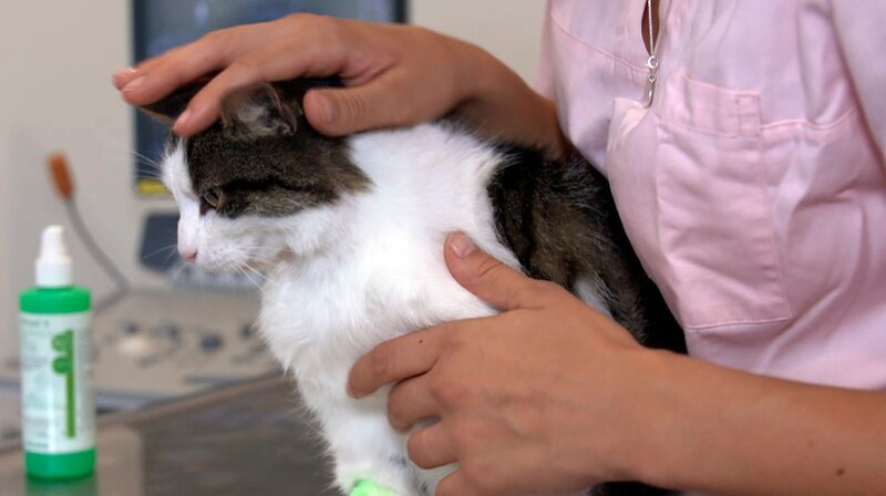 Kater Patou hat eine Verhärtung im Bauchraum – eine Blutentnahme soll Ausschluss bringen. – Bild: NDR/​Doclights GmbH