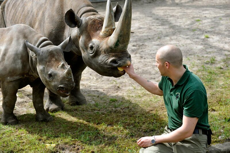 Zoo Berlin: Rund achtzig Kilogramm Gras vertilgen Rhinozerosse am Tag. Zudem sind sie noch schlechte Futterverwerter, so dass die Spitzmaulnashörner Ine und Akili jeden Tag eine riesige Menge an Kot produzieren! – Bild: rbb/​Thomas Ernst