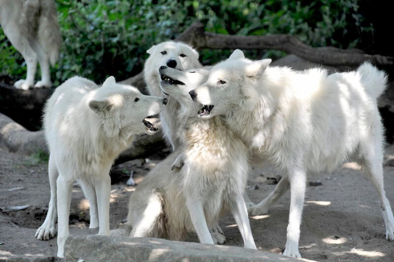 Große Aufregung bei den Polarwölfen im Zoo: Auf ihrer Anlage soll der Rasen neu gesät werden. Vorübergehend werden die Wölfe deshalb ins Nachbargehege ausquartiert. Hier wohnt normalerweise Braunbärin Siddy. Das kanadische Rudel ist völlig aus dem Häuschen. Tierpfleger Markus Röbke und sein Team müssen sich mit der Gartenarbeit beeilen. – Bild: rbb/​Thomas Ernst