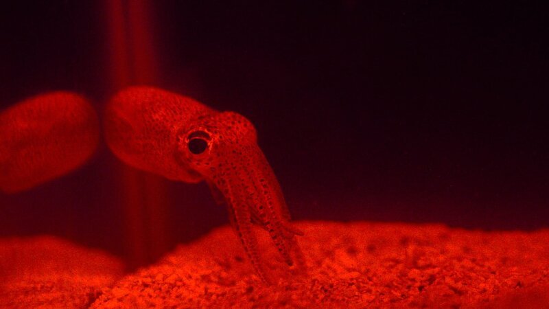 Die Forschenden interessieren sich für den Zwergtintenfisch, weil er eine einzigartige Symbiose eingeht: Mit Bakterien, die ihn leuchten lassen. – Bild: Chris Grewe