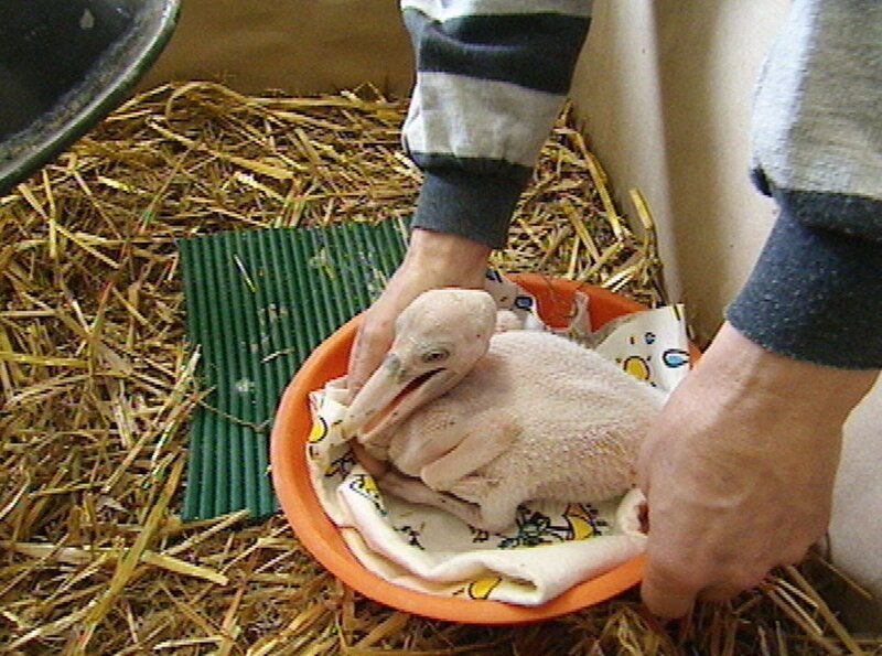 Ganz auf sich allein gestellt ist Reviertierpfleger Ronald Richter, wenn er morgens als Erster bei der Arbeit ankommt. In dieser Nacht ist ein Inkubator ausgefallen. Ein frisch geschlüpftes Pelikanküken im Nest benötigt dringend seine Hilfe. – Bild: rbb