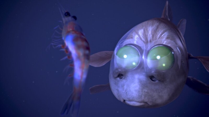 Die Augen der Röhrenaugen-Gespensterfische beobachten das Wasser oberhalb durch die transparente Stirn hindurch. – Bild: ZDF/​NHK
