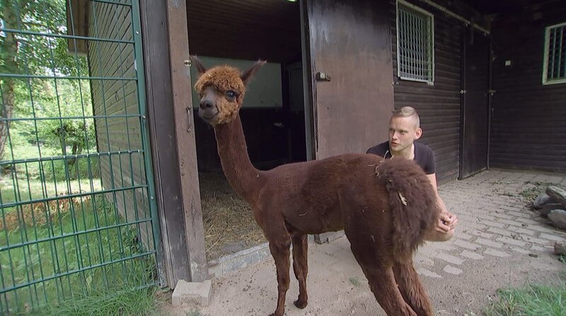 Alpaka Spotty im Opel-Zoo Kronberg und Pfleger Florian Rimpler verstehen sich prima. – Bild: BR/​HR
