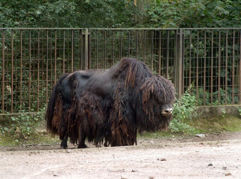 Yak Sören aus dem Tierpark. – Bild: rbb/​Thomas Ernst