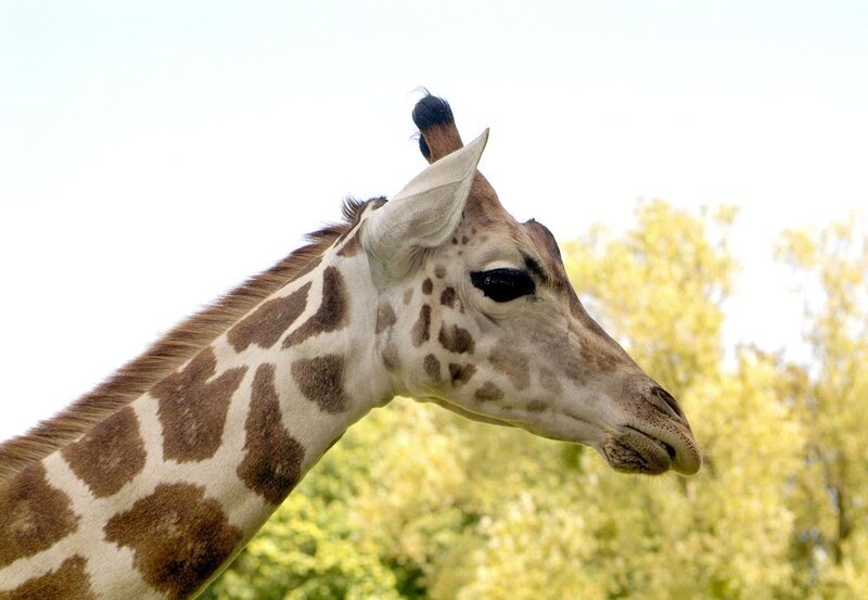 Die Kronberger Rothschildgiraffen sind sehr kontaktfreudig. – Bild: HR/​Petra Bruder