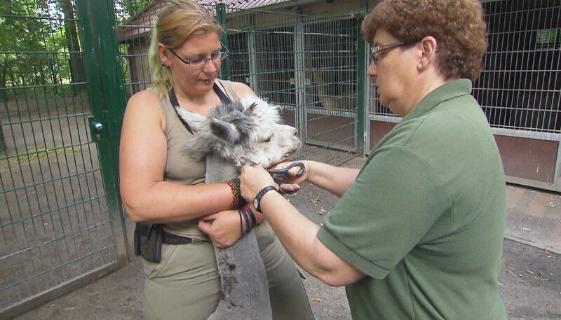 Im Tierpark Berlin hat Alpaka-Hengst Orlando einen Frisörtermin. Bei der letzten Schur im Frühjahr hatte er ein Halfter am Kopf getragen, weshalb das Fell nun nachgeschnitten werden muss. – Bild: rbb/​Dokfilm