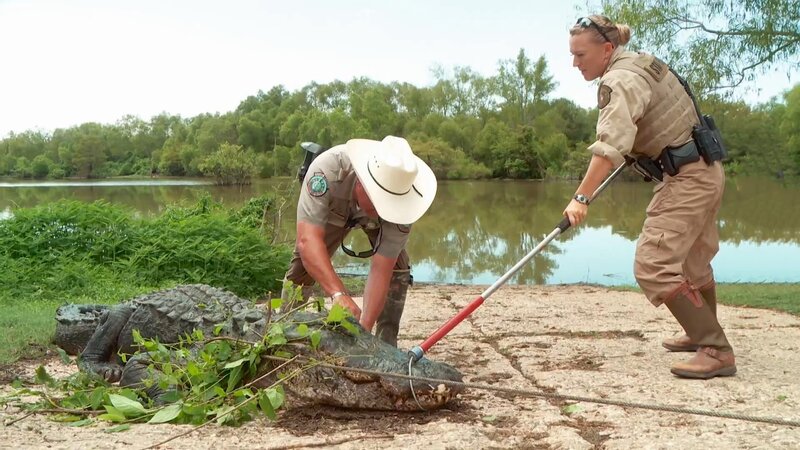 Boone leaning over alligator. – Bild: Animal Planet /​ Discovery Communications, LLC