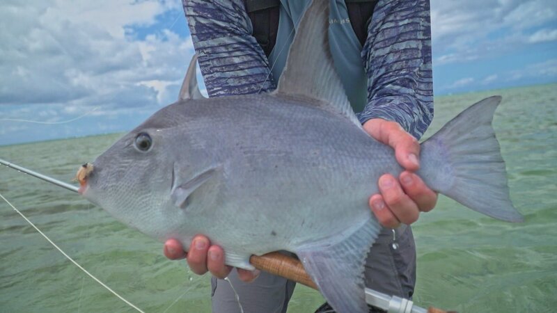 Nahaufnahme eines Fisches. – Bild: Animal Planet