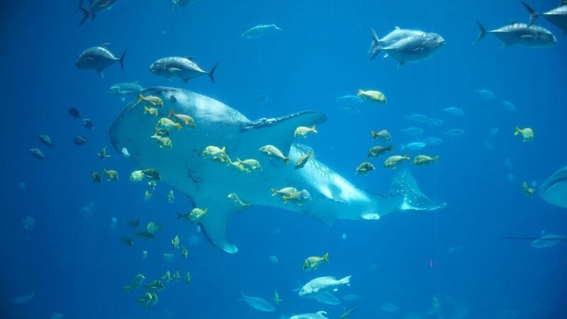 Whale Shark – Bild: Animal Planet /​ Discovery Communications, LLC