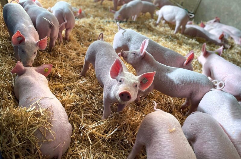 Mit den neuen Tierwohl-Gesetzen sollen solche Verbesserungen der Haltungsbedingen festschreiben werden. Doch für die Schweinebauern bedeutet mehr Auslauf, mehr Stroh und mehr Personal Millioneninvestitionen. – Bild: SWR Mit den neuen Tierwohl-Gesetzen sollen solche Verbesserungen der Haltungsbedingen festschreiben werden. Doch für die Schweinebauern bedeutet mehr Auslauf, mehr Stroh und mehr Personal Millioneninvestitionen. – Bild: SWR