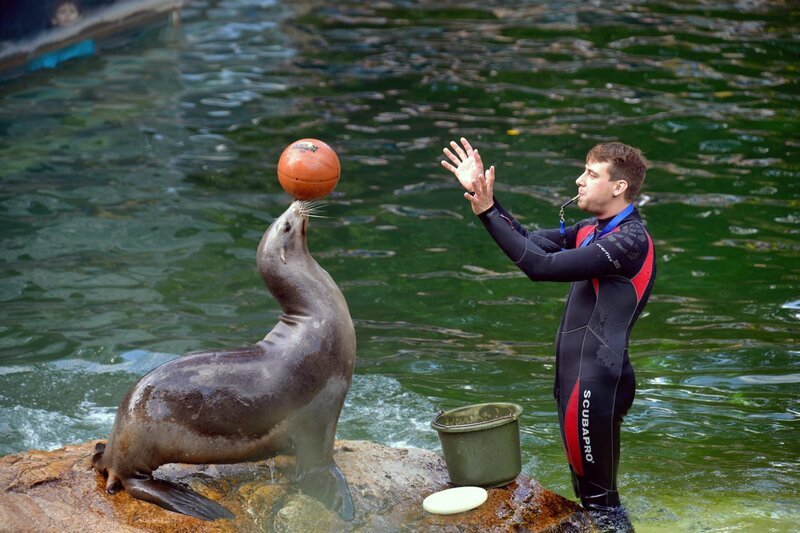 Tierpfleger Daniel Bohnenberger beim Seelöwentraining im Zoo Berlin. – Bild: BR/​rbb/​Thomas Ernst