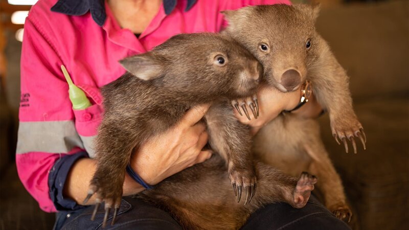Zwei Wombat – Bild: Warner Bros. Discovery