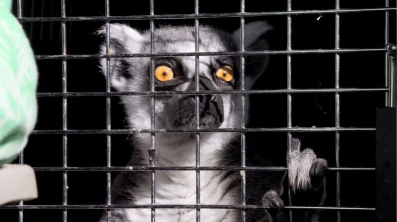 The Australia Zoo are getting seven new lemurs from Georgia, USA. – Bild: Tanja Bachetzky