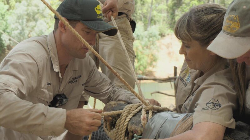 The protection of the reptiles was very important to Steve, he spent about half of each year alone in the bush helping. The work is now being continued by his family, because the saltwater crocodile is still considered endangered today. – Bild: Animal Planet