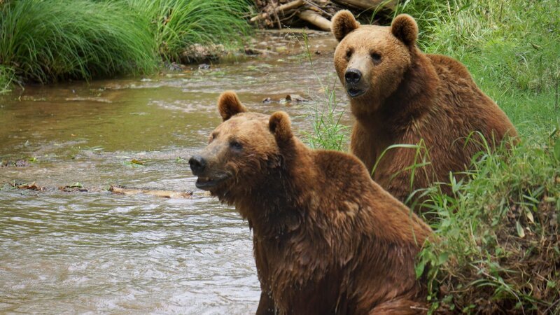Bears fighting in a creek. – Bild: Discovery Communications