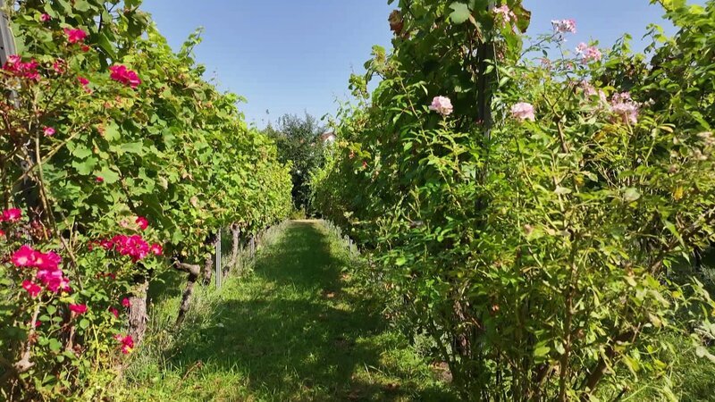 Trend-Nudeln aus China, veganes Sternerestaurant, viele Lieblingscafés. Man sollte wieder einmal im Prenzlauer Berg vorbeischauen. Der Stadtteil hat sich verändert. Wie ist es heute hier? – Weinberge im Prenzlauer Berg. – Bild: rbb/​Jörg Johow