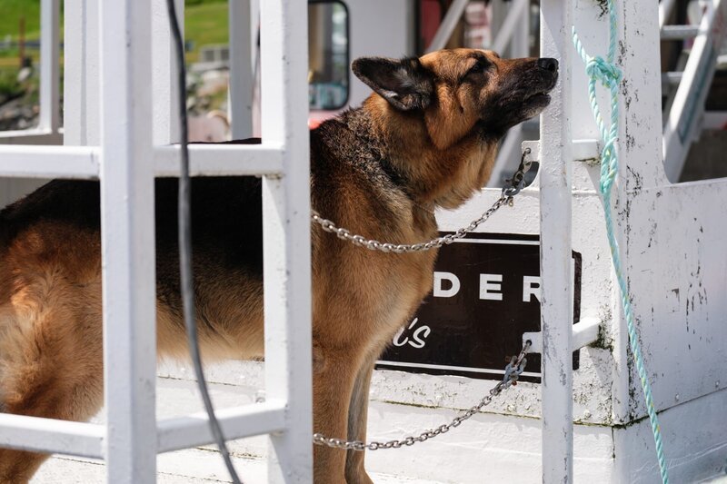 Rex (DIESEL VOM BURGIMWALD) alerts Charlie to the frayed rope. – Bild: Derm Carberry