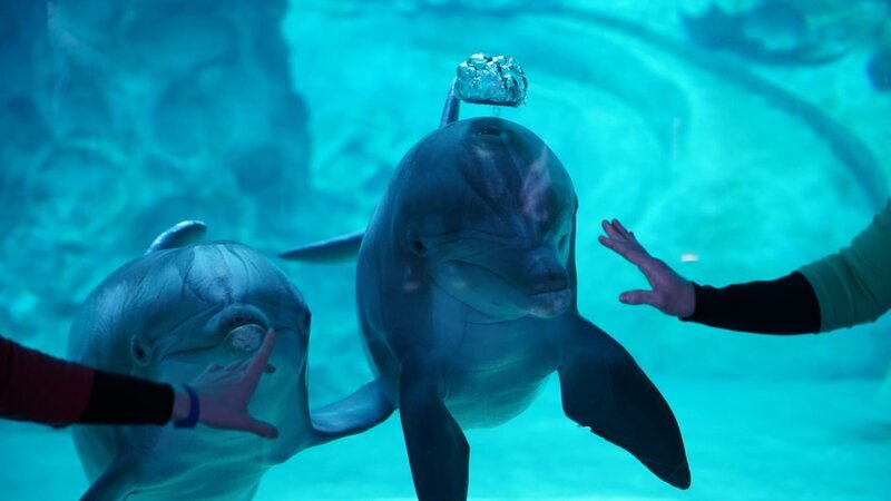 Dolphin at Window with Trainers – Bild: Animal Planet /​ Discovery Communications, LLC