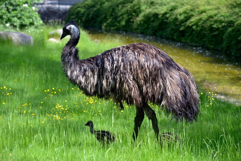 Emu mit Küken im Zoo Berlin. – Bild: BR/​rbb/​Thomas Ernst