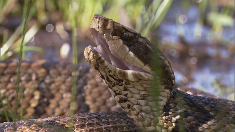 Snake. – Bild: Warner Bros. Discovery