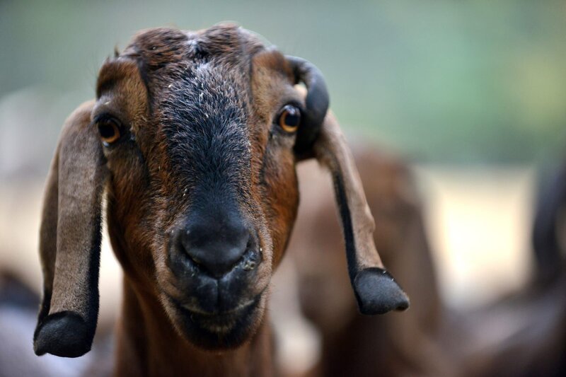 Eine Langohrziege im Tierpark Berlin. – Bild: BR/​rbb/​Thomas Ernst