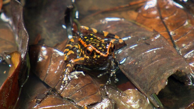 Der Hylarana picturata ist ein besonders bunter Frosch. Die grellen Warnfarben sind eine Botschaft an seine Fressfeinde: Achtung, ich bin giftig. – Bild: BR/​BILD + TEXT Medienproduktion GmbH & Co. KG