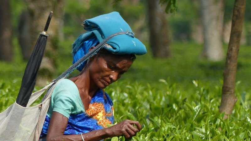 Der berühmte Assam-Tee wächst nicht zufällig an den Ufern des Brahmaputra. Das Land ist fruchtbar, und der Fluss bietet eine günstige Verbindung zur Küste. – Bild: ZDF