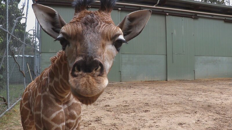 Giraffe. – Bild: Warner Bros. Discovery