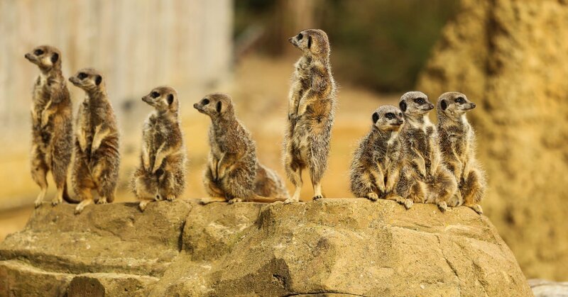 Familie Meerkat (Suricata suricatta), Wüste Kalahari, Namibia. – Bild: James.WildlifeWorld/​Shutterstock