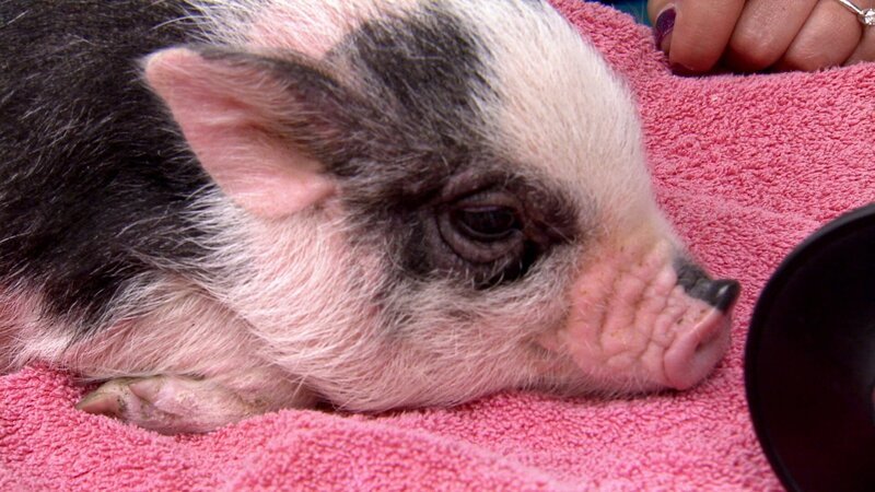 Bentley the micro pig comes in for treatment. – Bild: Animal Planet