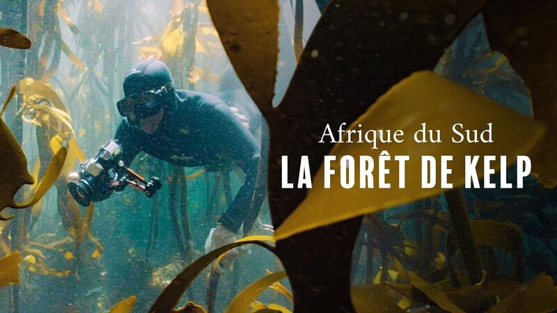 Der Kelpwald - Südafrikas geheimnisvolle Unterwasserwelt – Bild: Arte