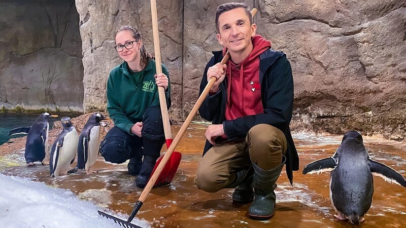 Sie können nicht fliegen, aber pfeilschnell schwimmen – Pinguine sind echt komische Vögel. „PUR+“-Moderator Eric Mayer will wissen, wie ein Vogel überlebt, der nicht fliegen kann. – Bild: NDR/​Boris Laewen