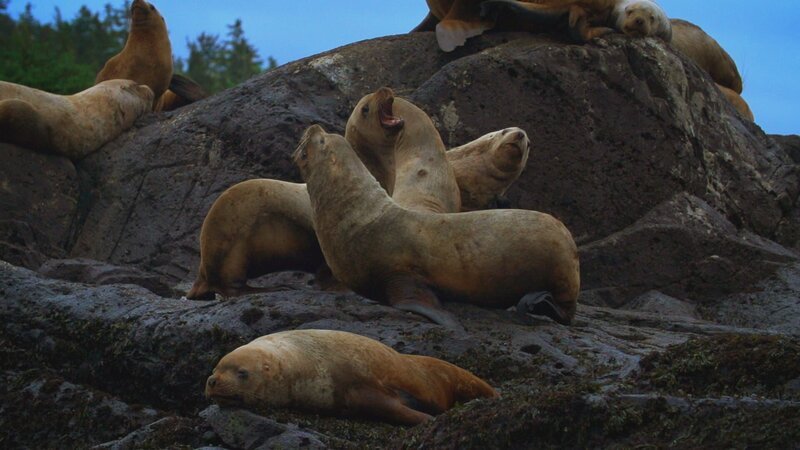 Sea lions perched on a rock outside Point Baker, Alaska. – Bild: National Geographic/​Blair Madigan