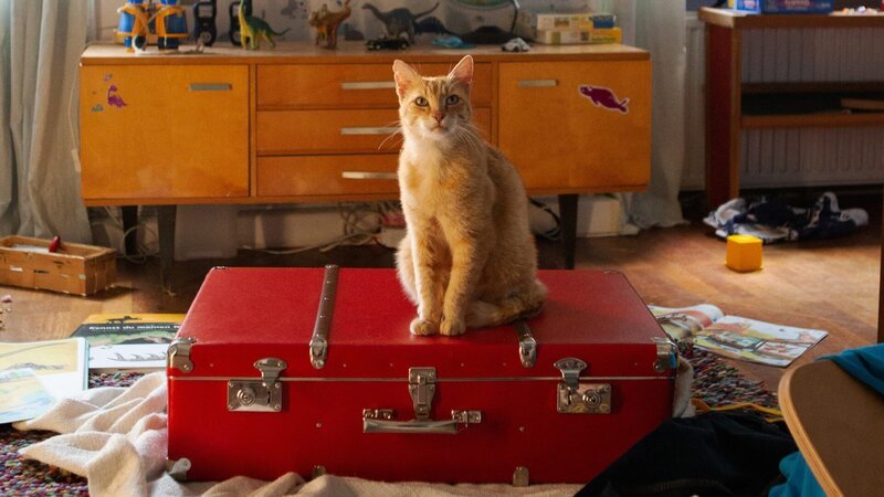 Katzen klettern gern in Koffer und Taschen – aber was treiben sie da drin eigentlich? Leyla macht sich daran, ein unglaubliches Geheimnis zu lüften. – Bild: SR/​ResarevoirAudiovisuäl