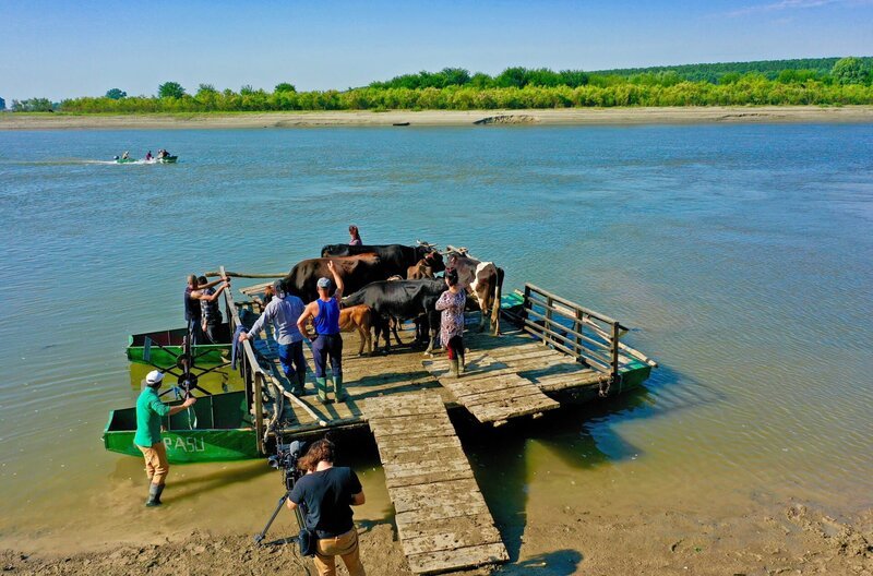 Unzählige selbstgebaute Fähren ersetzen die fehlenden Donaubrücken in Rumänien. Die Kuhfähre von Mărașu bringt seit 70 Jahren Kühe rüber auf die Donauinsel. – Bild: SWR/​Ivo Wellmann
