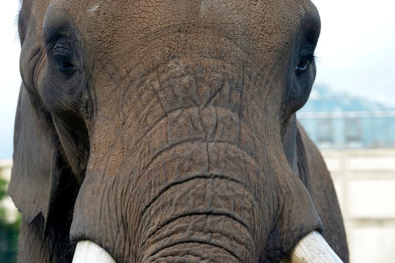 Elefantenbulle Tembo im Tierpark Berlin. – Bild: BR/​rbb/​Thomas Ernst