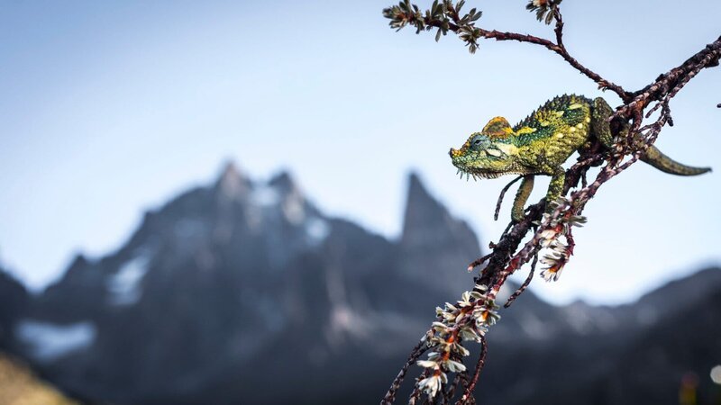 Um sich nach den eisigen Nachttemperaturen aufzuwärmen, sonnt sich ein Helmchamäleon an den hohen Hängen des Mount-Kenia-Massivs. – Bild: ZDF und Freddie Claire./​Freddie Claire