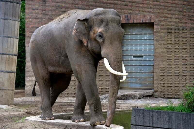 Elefantenbulle im Zoo Berlin. – Bild: Thomas Ernst /​ BR, rbb