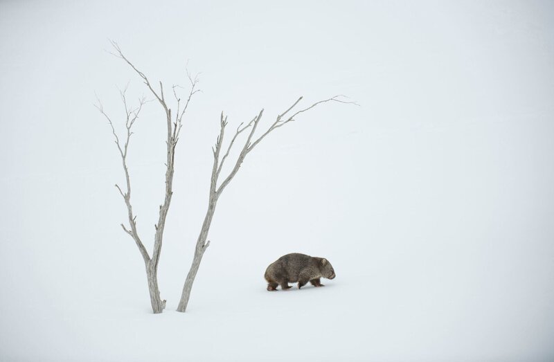Wombats gehören zu den wenigen Tieren Australiens, die oberhalb der Schneegrenze leben können. – Bild: Charles Davis