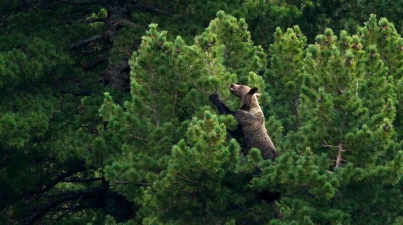 Braunbären lieben die Zapfen der Zirbelkiefern – dafür steigen sie sogar bis in die Baumwipfel. – Bild: NDR/​Arolla Film/​Karol Kalisky