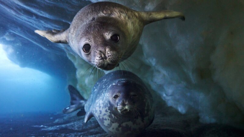 Ein nur wenige Wochen altes Weddellrobbenjungtier schwimmt mit seiner Mutter im Rossmeer unter der Meereisplattform, auf der es geboren wurde. – Bild: ZDF und Justin Hofman./​Justin Hofman
