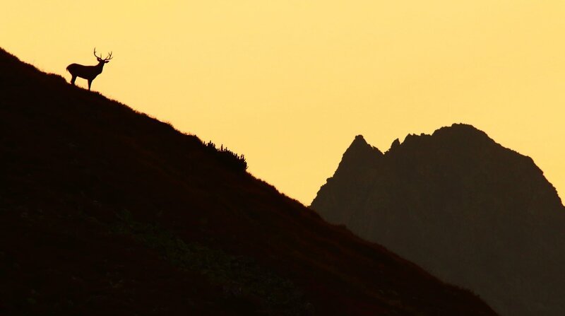 Rothirschen ziehen während der Brunft in die höheren Lagen der Tatra. – Bild: NDR/​NDR Naturfilm/​Doclights GmbH
