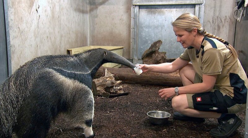 Dr. Nicole Schauerte mit einem Ameisenbären; über diese weitgehend unerforschte Tierart hat sie ihre Doktorarbeit geschrieben. – Bild: HR