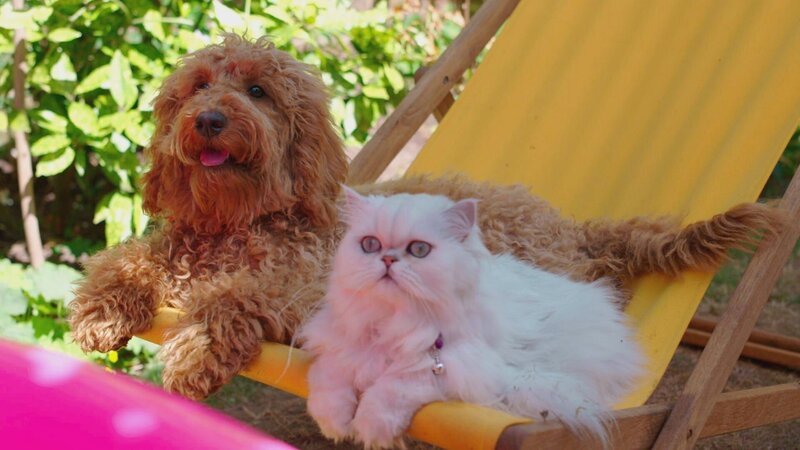 Wuffel und Kater Schorsch genießen ihr schattiges Plätzchen. – Bild: ZDF/​Darrall MacQueen